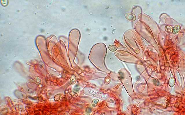 Tubaria conspersa    (Pers.)    Fayod